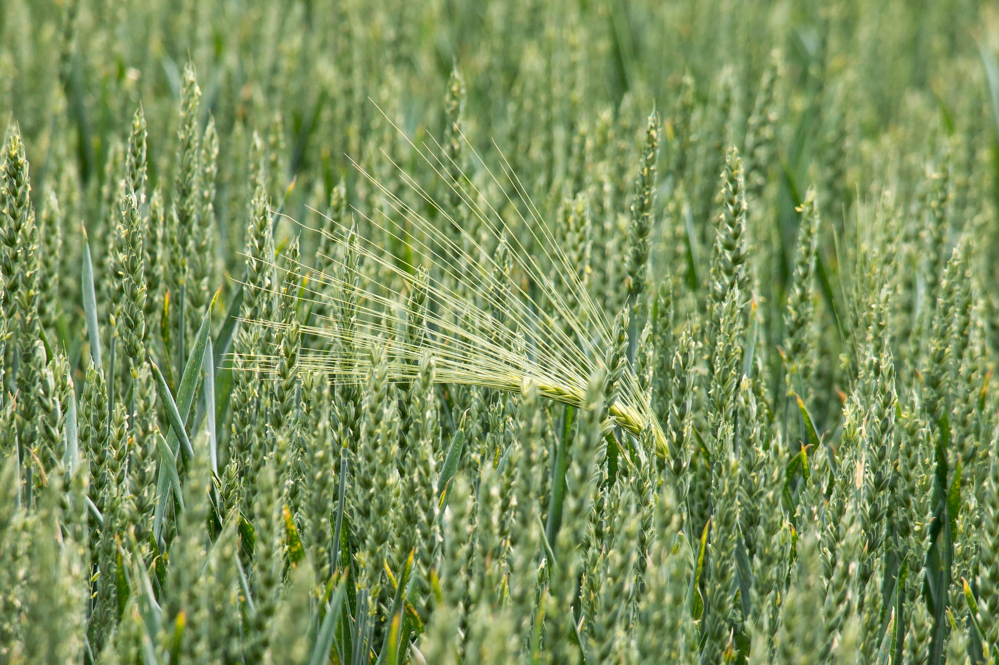 Agroscience Services